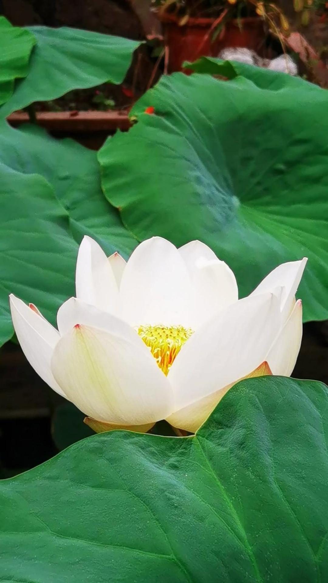 The Lily Pad Inn Dali  Buitenkant foto